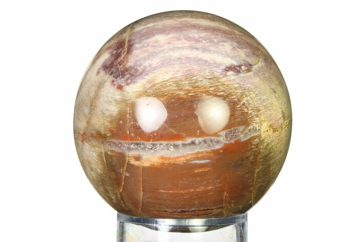 Colorful Petrified Wood (Araucaria) Sphere - Madagascar #317312